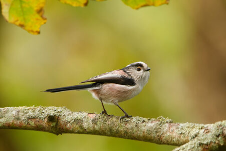 Thumbnail of Long-Tailed Tit